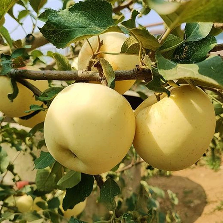 Yangi oltin mazali olma