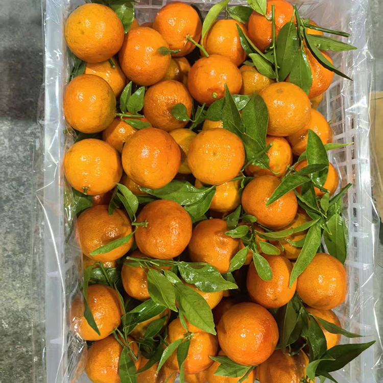 Yangi Mandarin Mashui