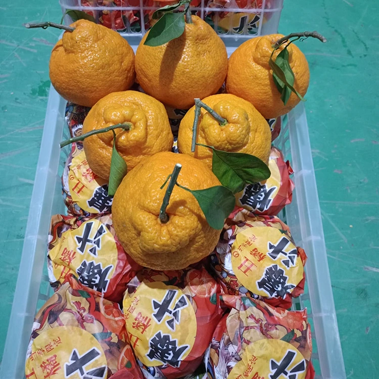 Yangi Shiranui mandarin