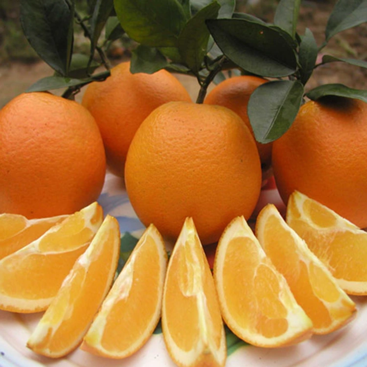 Premium yangi Juicy Shirin kindik apelsin