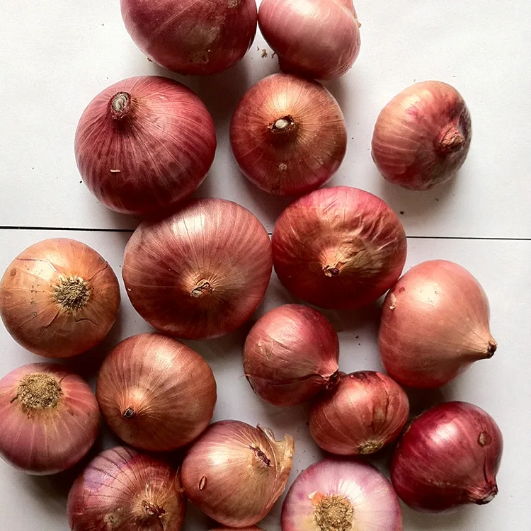 Premium yangi qizil piyoz