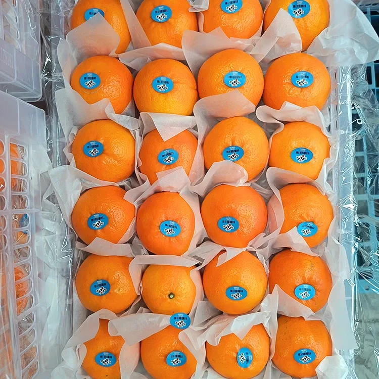 Premium yangi shirin Vogan mandarinlari