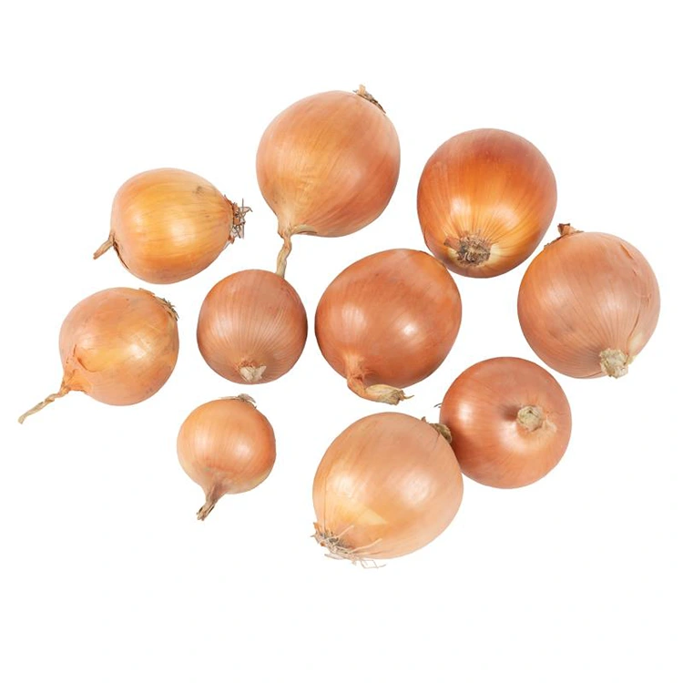 Premium yangi sariq piyoz