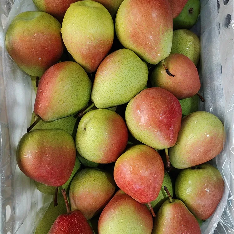 Premium qo'lda terilgan ko'zni qamashtiruvchi yaltiroq-qizil iyul qizil nok