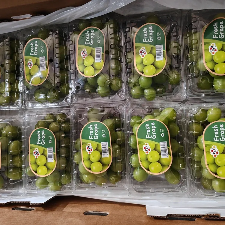 Tanlangan Fresh Shine Muscat uzumlari