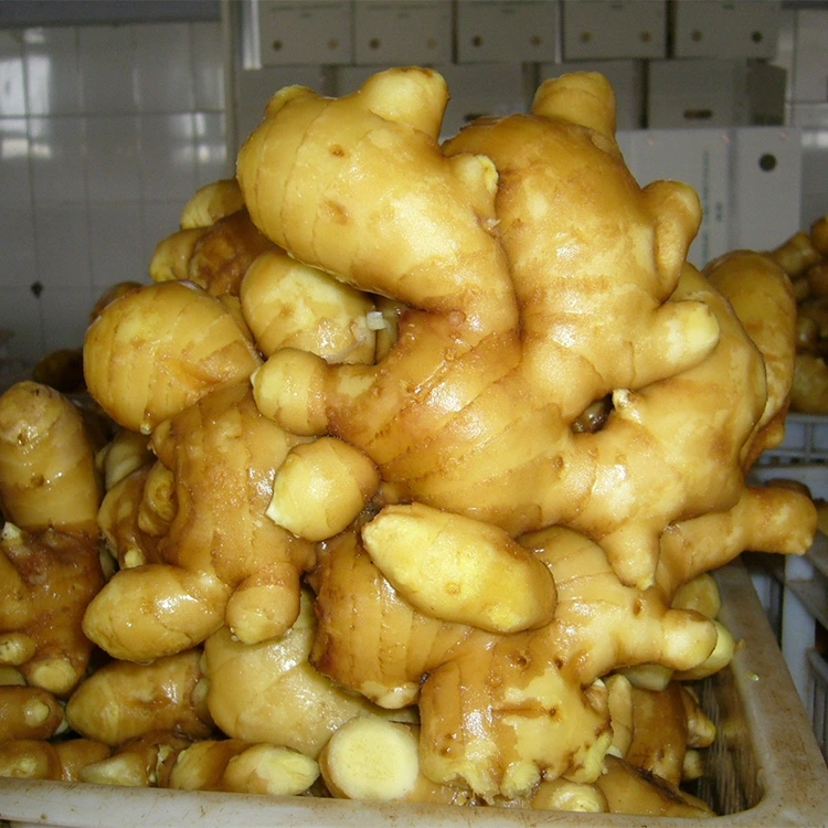 Achchiq yangi aromatik zanjabil
